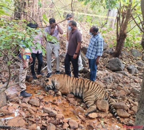 Tiger Found Dead In Telangana Suspected To Have Been Poisoned