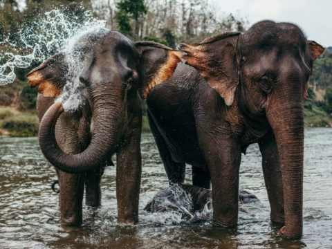 8 types of elephant found around the world