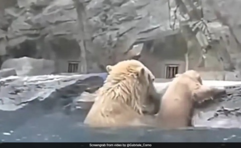 Polar Bear Rescues Cub From Drowning, Video Is Viral